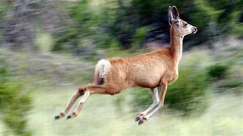 COVID spread from deer to humans multiple times, study says